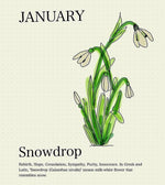 Load image into Gallery viewer, Snowdrop
